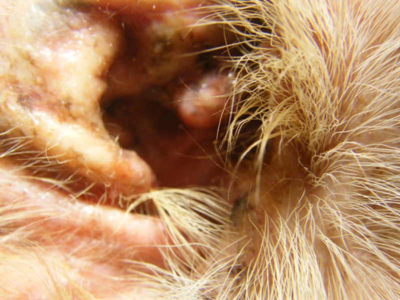 Leo hat Ohrenschmerzen Otitis externa und Otitis media beim Hund
