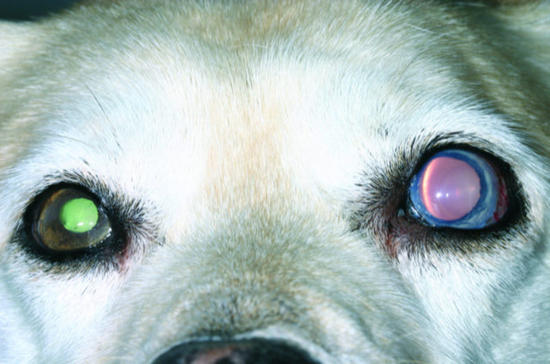 Bei pupillen was große hunden bedeuten Pupillen unterschiedlich