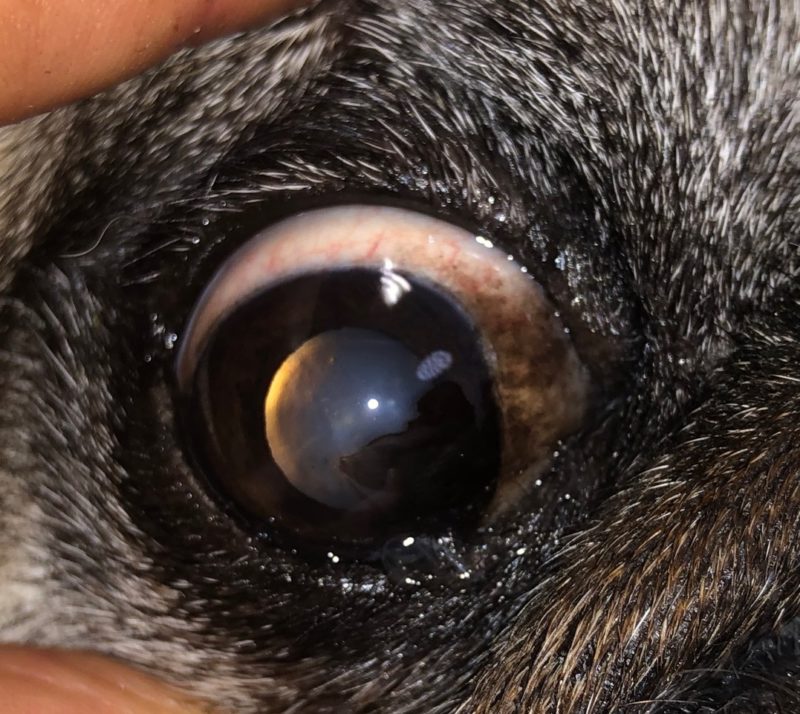 Das „Trockene Auge“ beim Hund Erkennen und therapieren Hunderunden