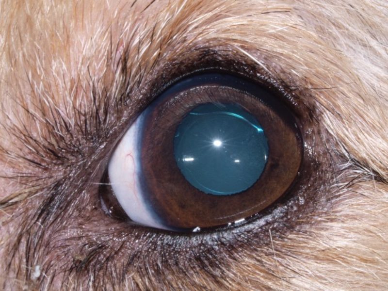 hund wird blind symptome