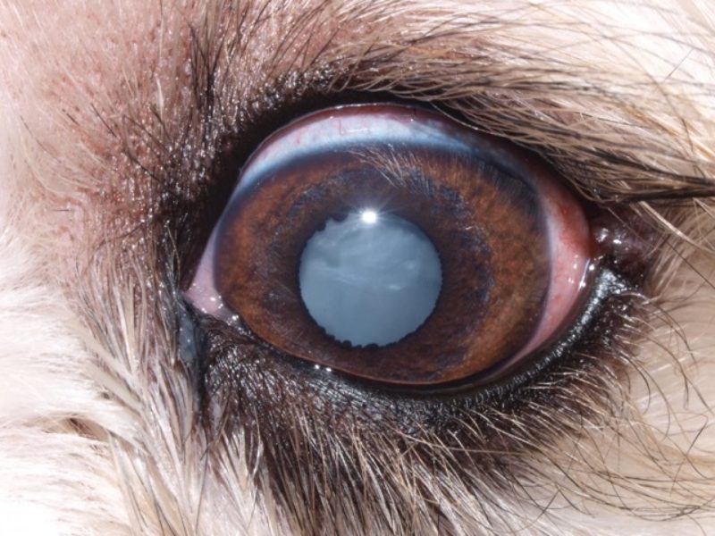 Hund Hat Trübe Augen Augen DE
