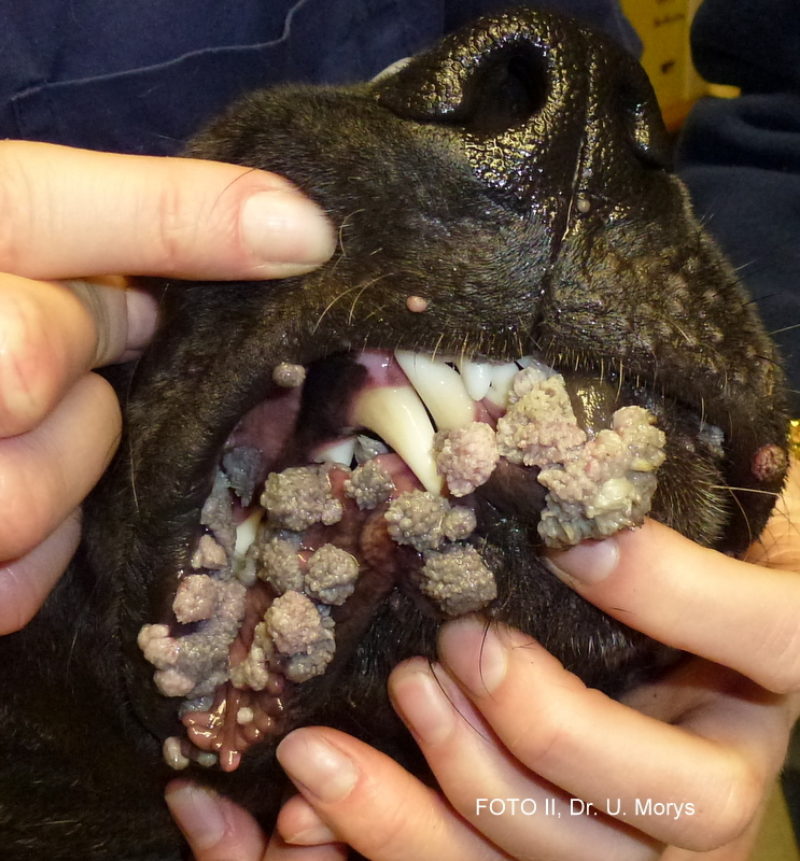 Orale Papillomatose beim Hund Hunderunden