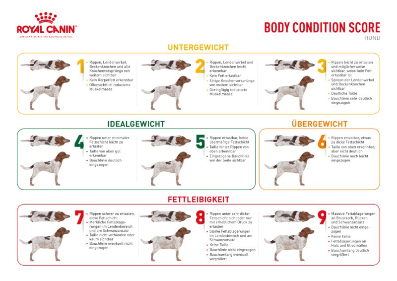 BCS Body Condition Score Hund 297x210 Web