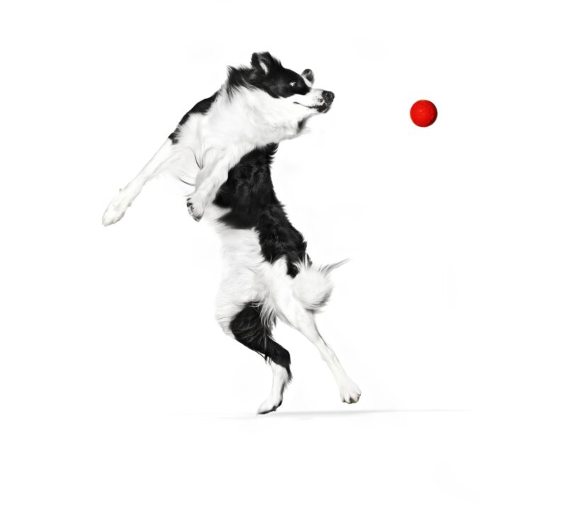 BORDER COLLIE ADULT SPORTING with red Ball SHN EMBLEMATIC Med Res Basic