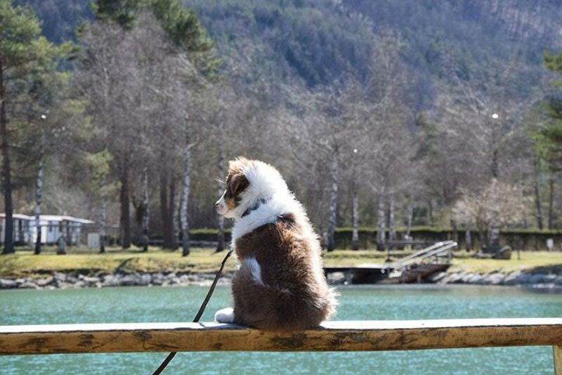Camping Rosental Roz Ein Hund der auf das Wasser schaut