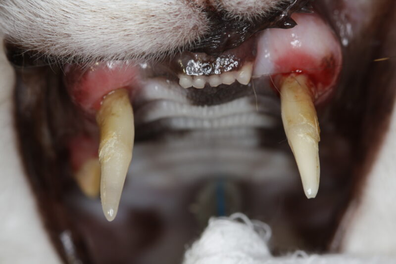 Parodontitis der Canini 1