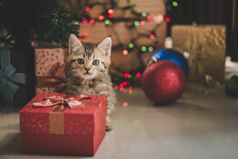 Weihnachten Katze Lalalululala Fotolia Com