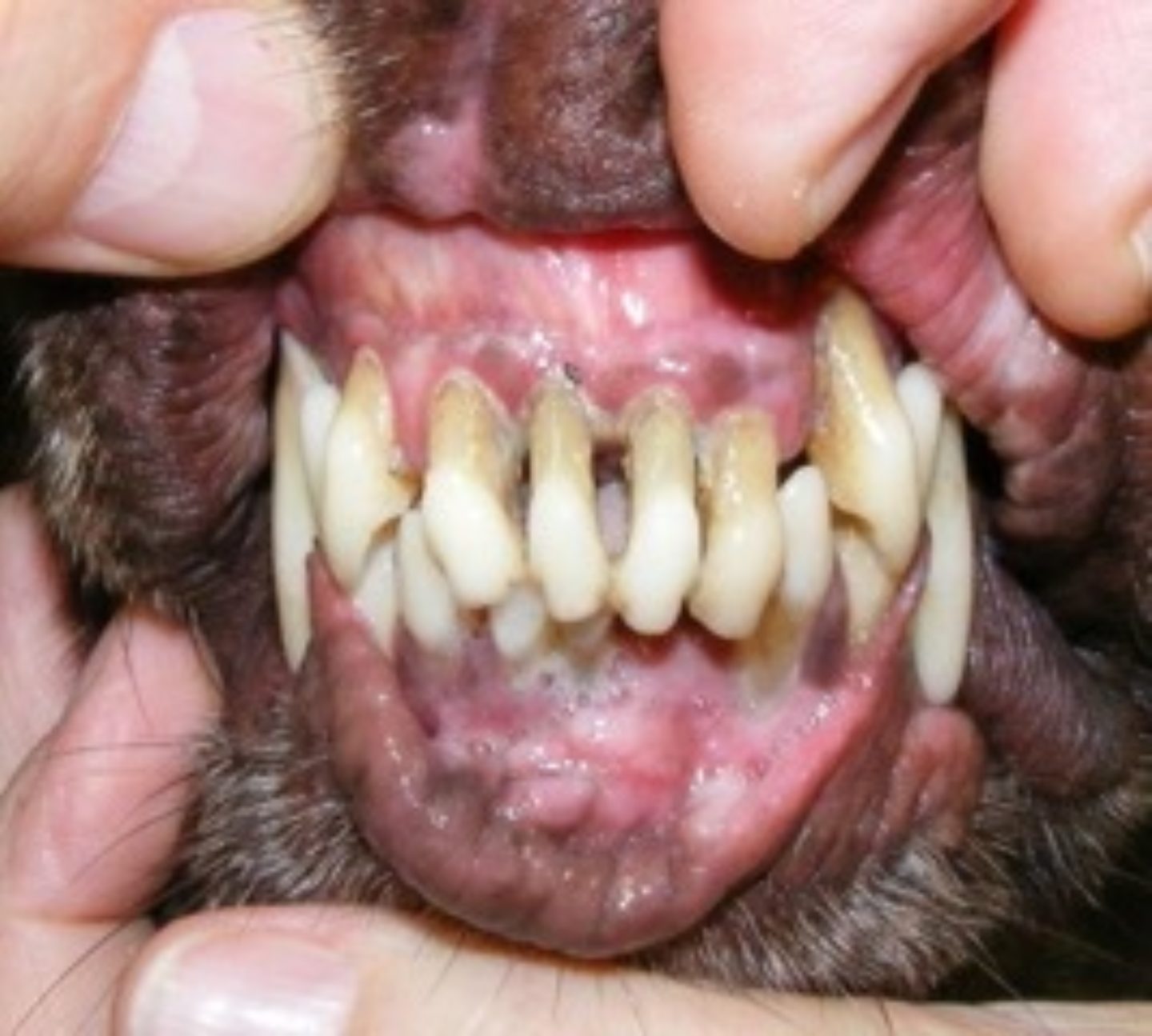 Zahnprobleme beim geriatrischen Patienten Hunderunden