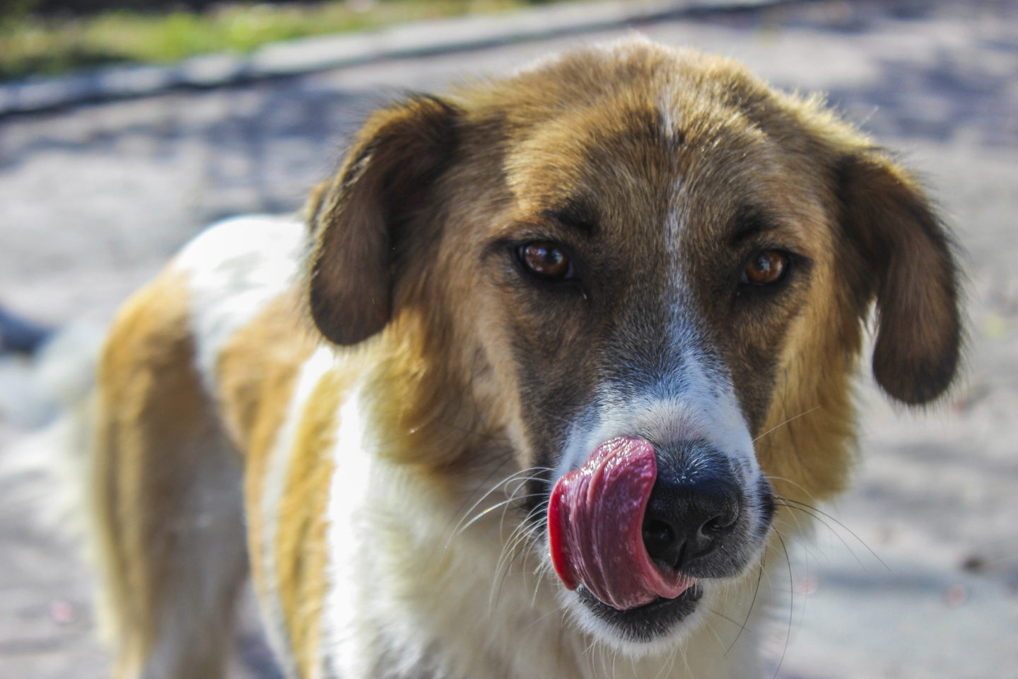 Xylitol-Vergiftung beim Hund Hunderunden