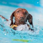 Kölner Hundeschwimmen